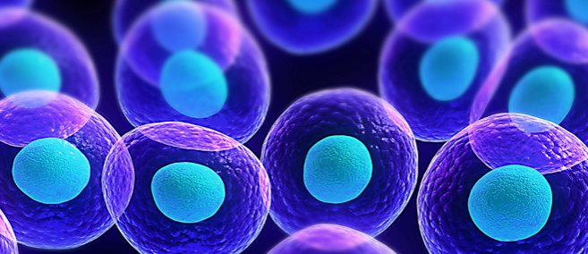 Illustration of rounded purple cells, each with a glowing blue nucleus