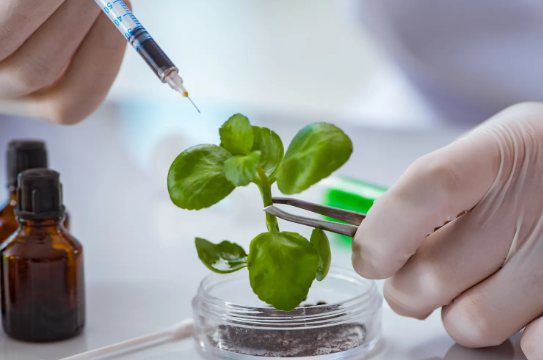 Gloved hands steady a seedling in a small glass dish with tweezers as a syringe hovers above its leaves, beside small brown bottles on a lab bench